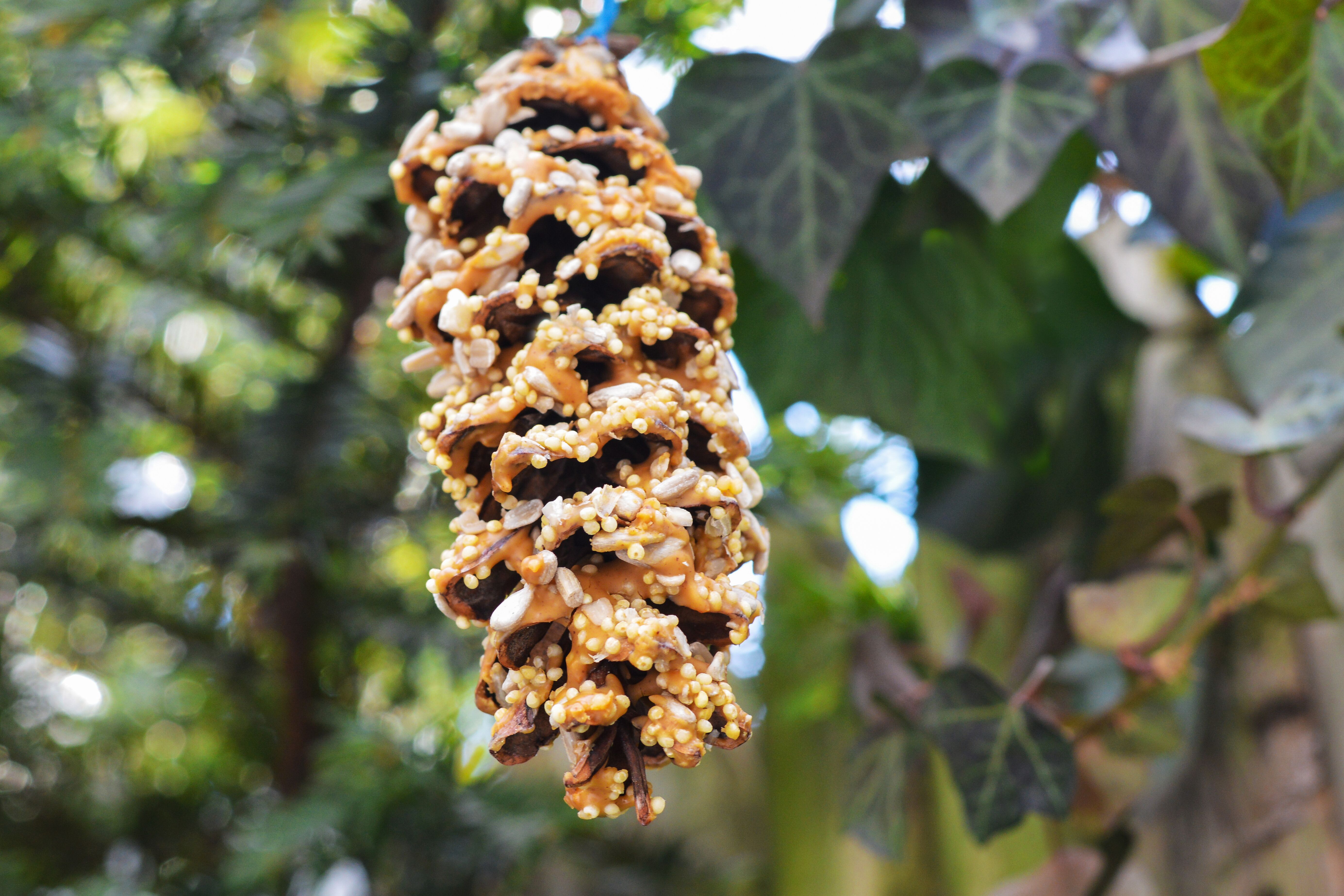 bird feeder with peanut butter and pine cone